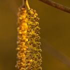 Blütenstand der Hänge-Birke (Betula pendula)