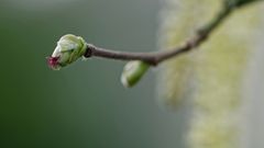 Blütenstand der Haselnuss