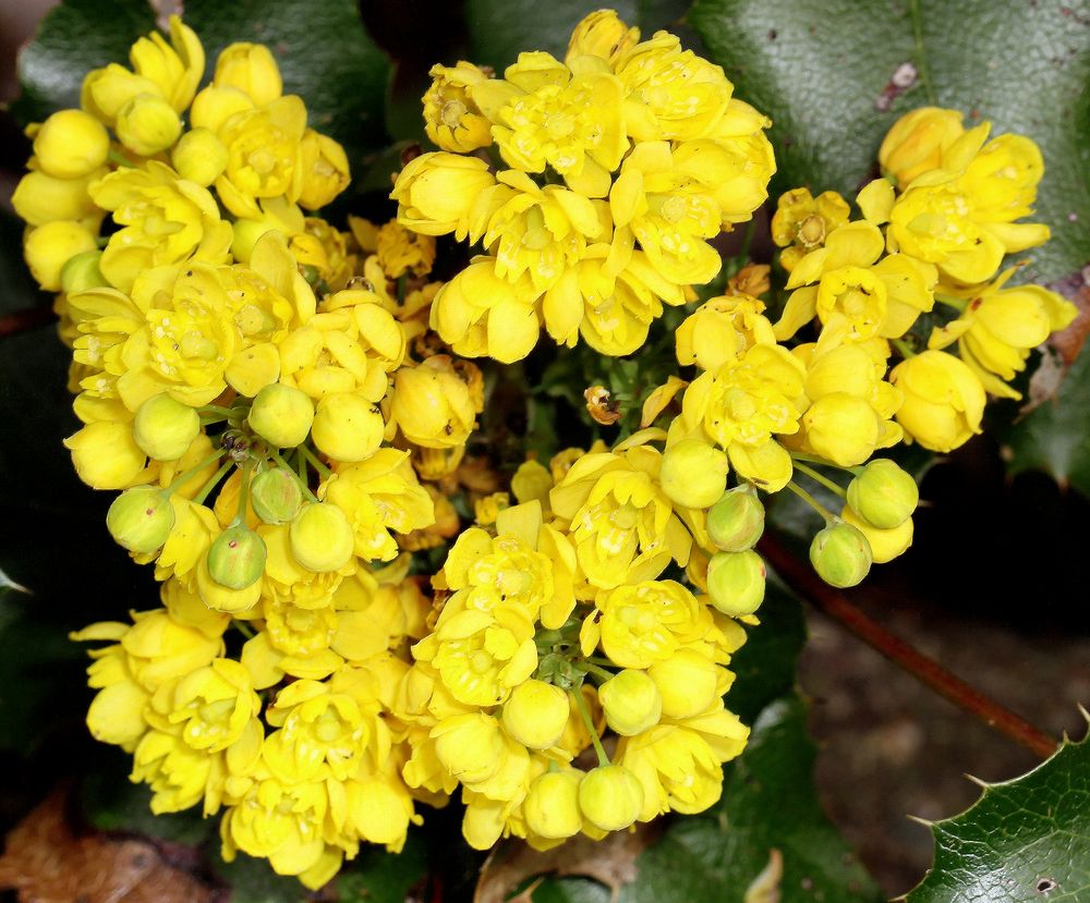 Blütenstand der Ilex-blättrigen Mahonie