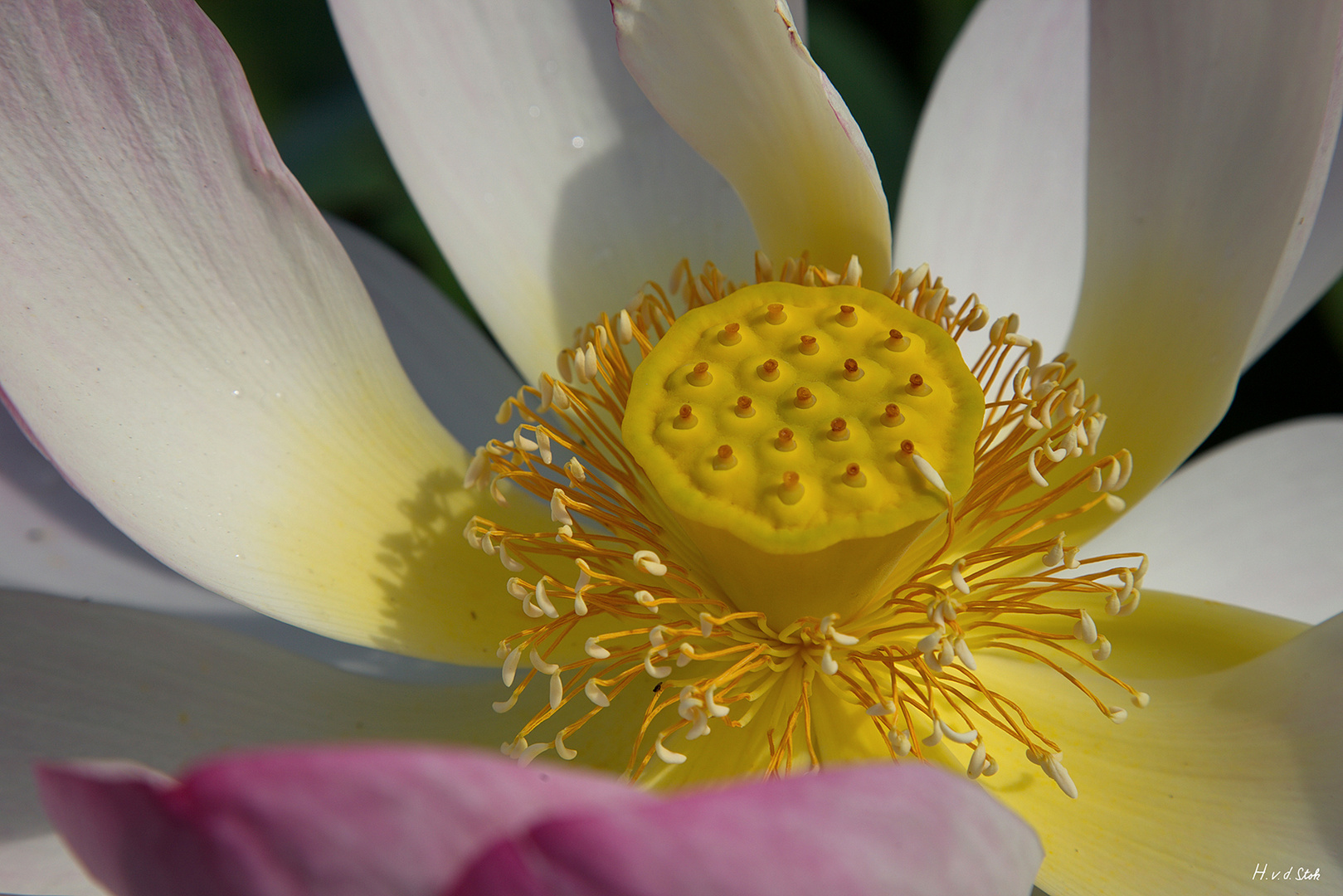 Sexstellung Lotusblume Sexstellung Lotusblume