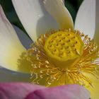 Blütenstand der Lotusblume