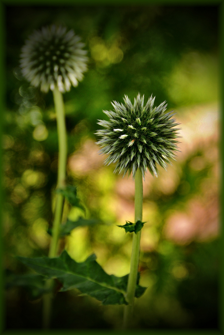 Blütenstand der Silberdistel