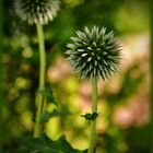 Blütenstand der Silberdistel