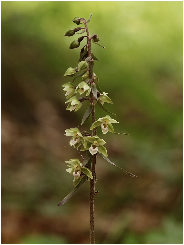 Blütenstand der Violetten Stendelwurz