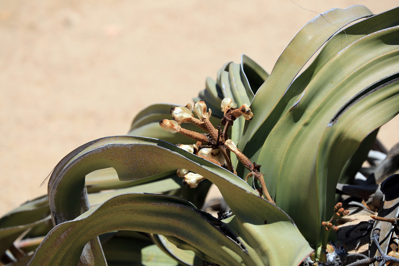 Blütenstand der Welwitschia