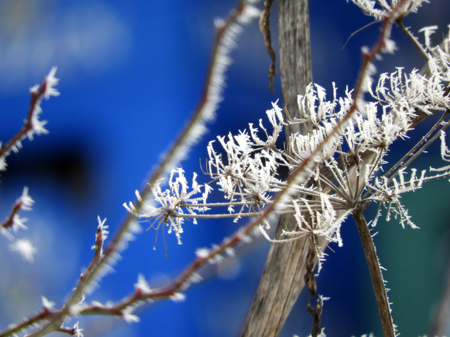 Blütenstand der wilden Möhre mit Eiskristallen verziert