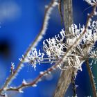 Blütenstand der wilden Möhre mit Eiskristallen verziert