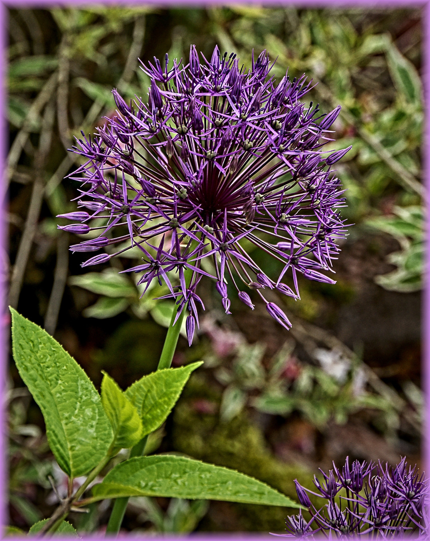 Blütenstand des Alliums