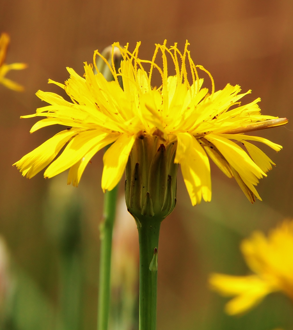 Blütenstand des "Berg-Pippau" (Crepis bocconei)