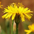 Blütenstand des "Berg-Pippau" (Crepis bocconei)