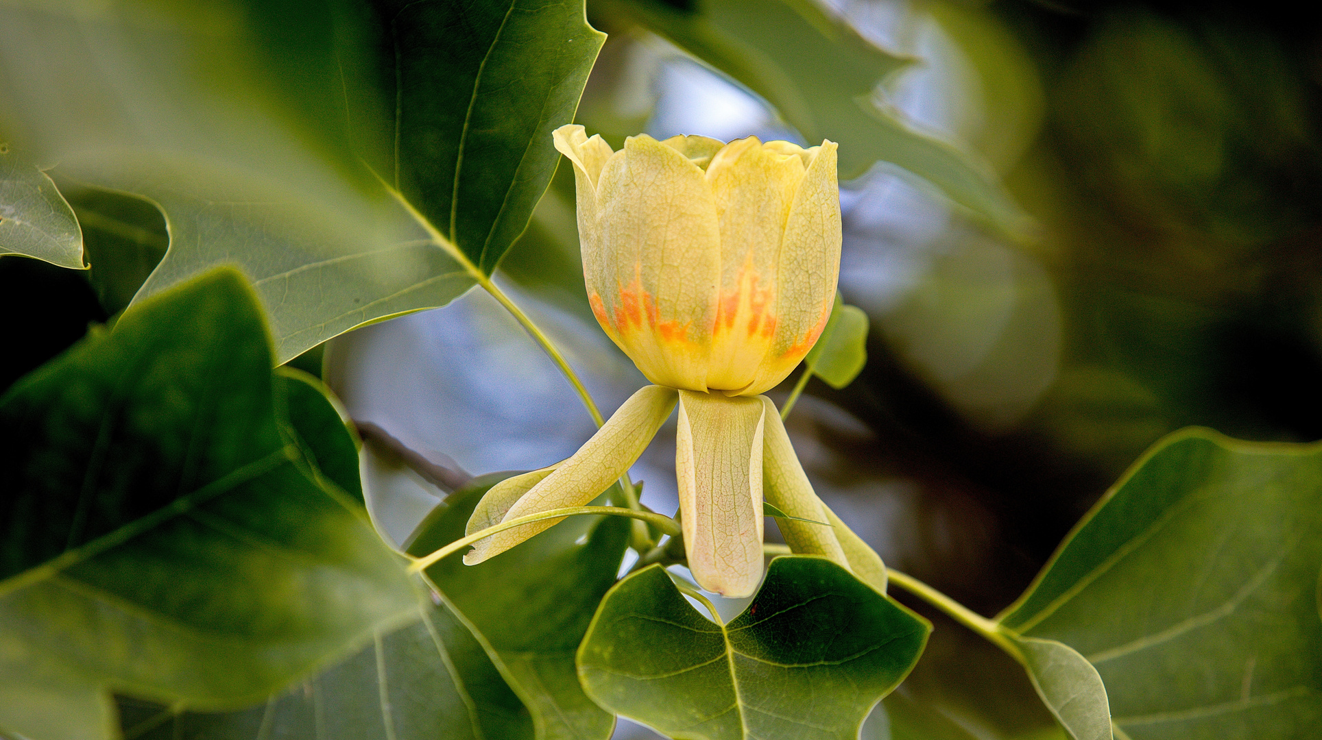 Blütenstand des echten Tulpenbaumes - Liriodendron Tulipifera