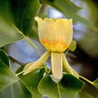 Blütenstand des echten Tulpenbaumes - Liriodendron Tulipifera