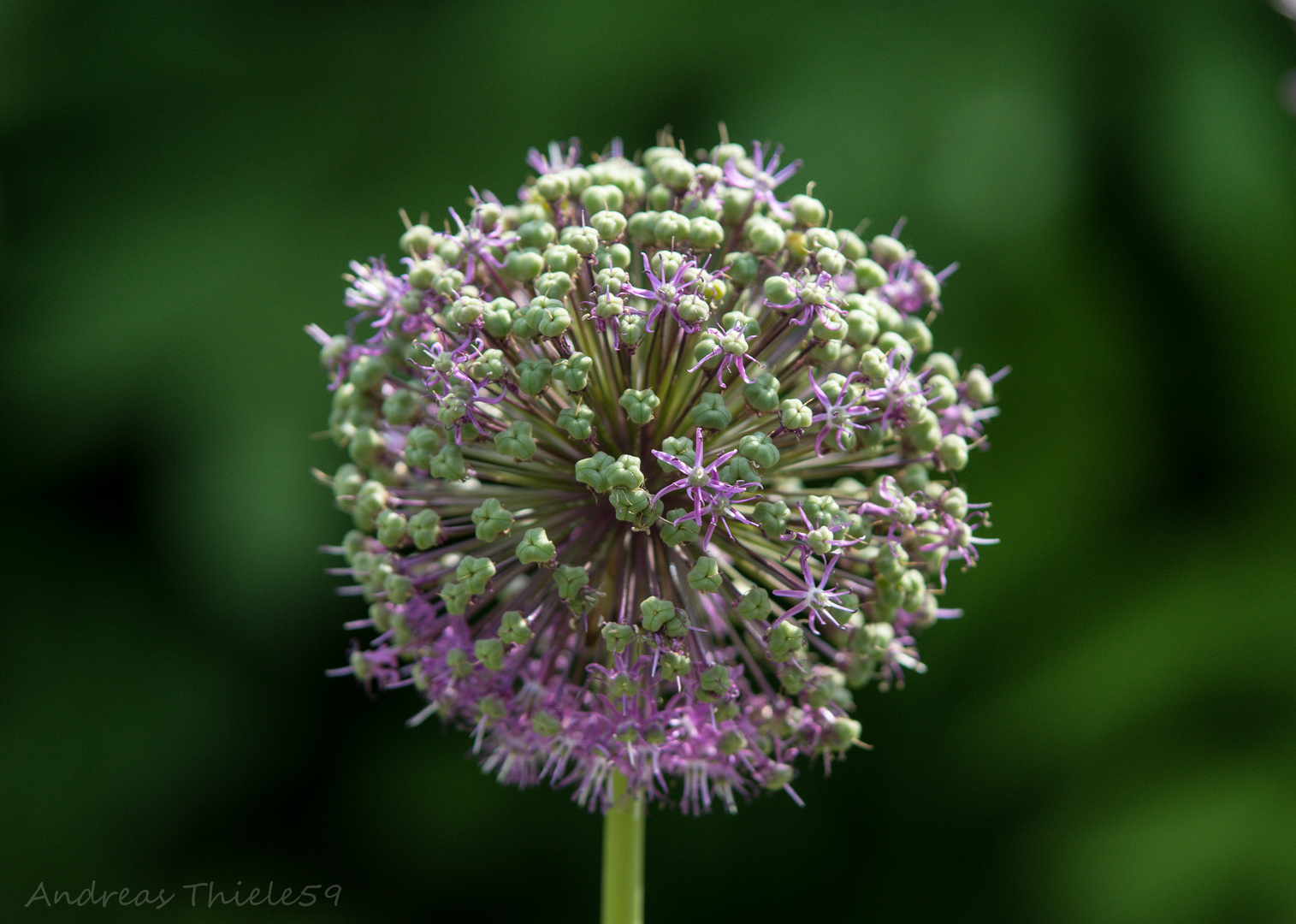 Blütenstand des Riesenlauch (Allium giganteum)