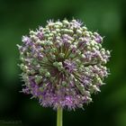 Blütenstand des Riesenlauch (Allium giganteum)