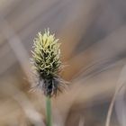 Blütenstand des Scheiden-Wollgrases im Naturschutzgebiet "Grubengelände Littfeld"