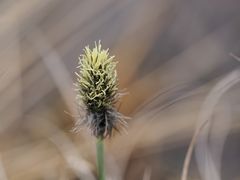 Blütenstand des Scheiden-Wollgrases im Naturschutzgebiet "Grubengelände Littfeld"