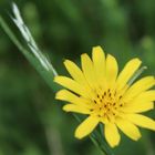 Blüte(nstand) des Wiesen-Bocksbart