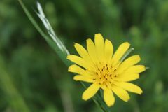 Blüte(nstand) des Wiesen-Bocksbart