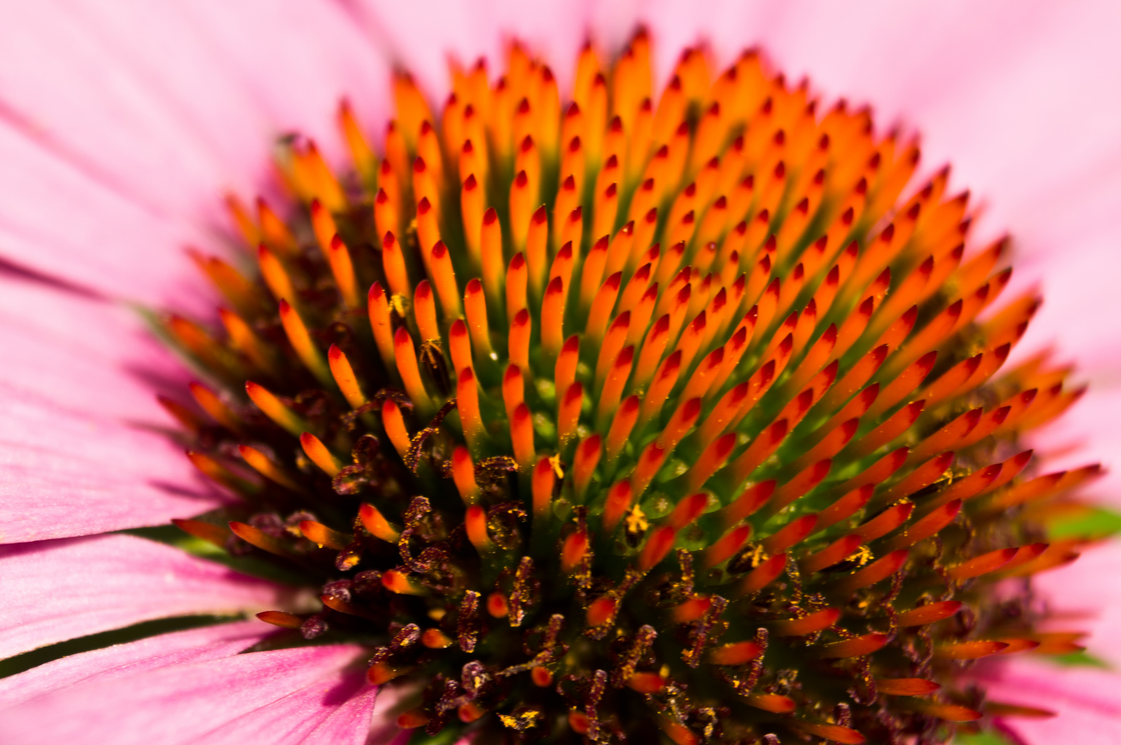 Blütenstand Echinacea