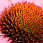 Blütenstand Echinacea