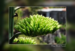 Blütenstand einer Agave