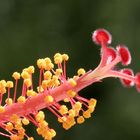 Blütenstand einer Hibiskusblüte (2)