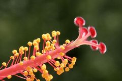 Blütenstand einer Hibiskusblüte (2)