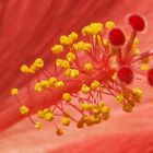 Blütenstand einer Hibiskusblüte