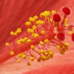 Blütenstand einer Hibiskusblüte