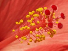 Blütenstand einer Hibiskusblüte