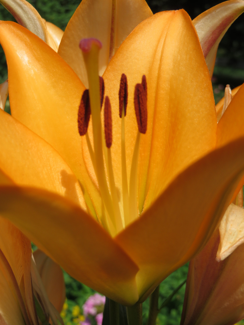 Blütenstand einer Königslilie