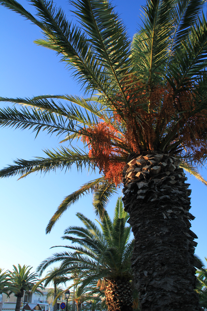 Blütenstand einer Palme