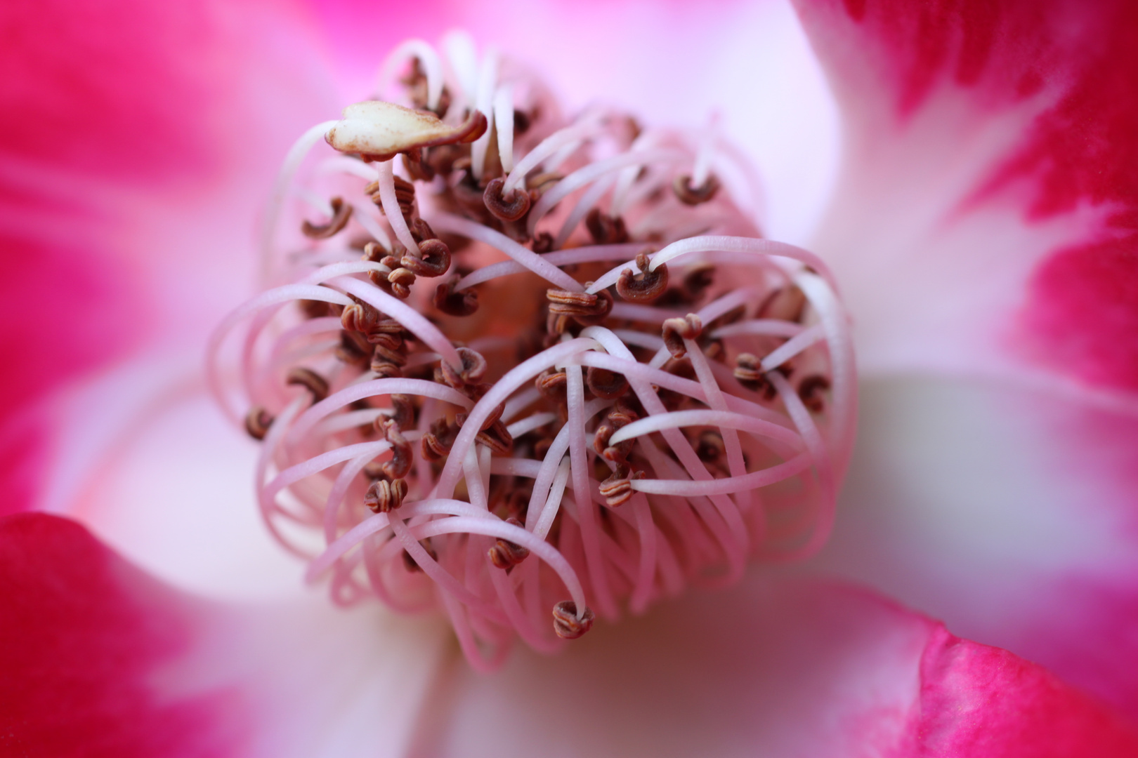 Blütenstand einer Rose