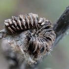 Blütenstand einer Stockrose