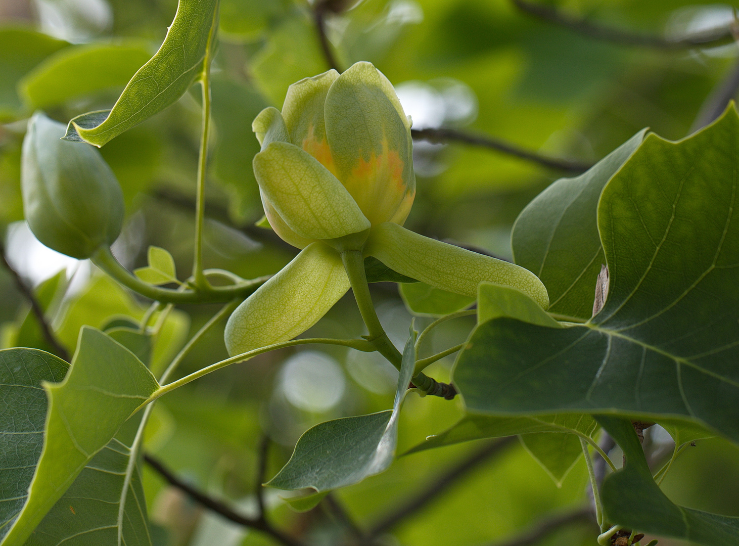 Blütenstand eines echten Tulpenbaumes - Liriodendron tulipifera