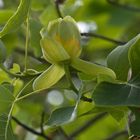 Blütenstand eines echten Tulpenbaumes - Liriodendron tulipifera