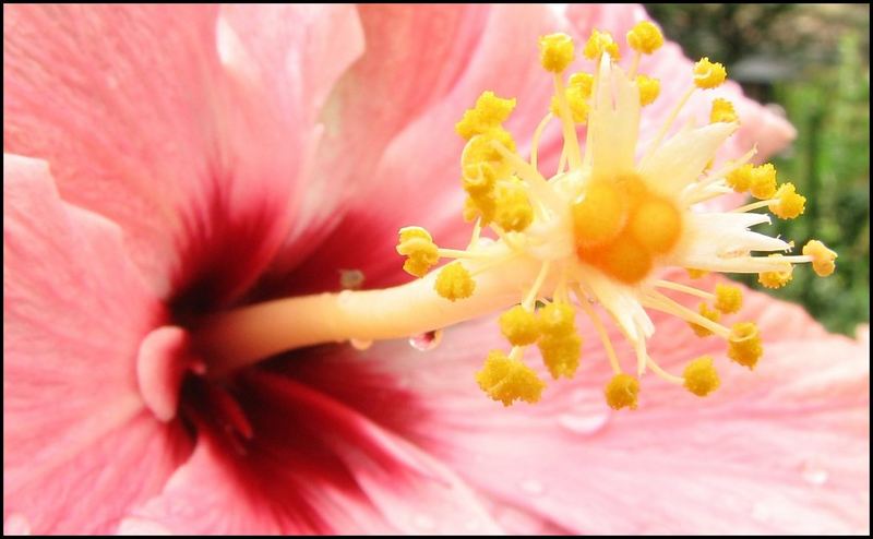 Blütenstand (Hibiskus)