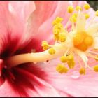 Blütenstand (Hibiskus)