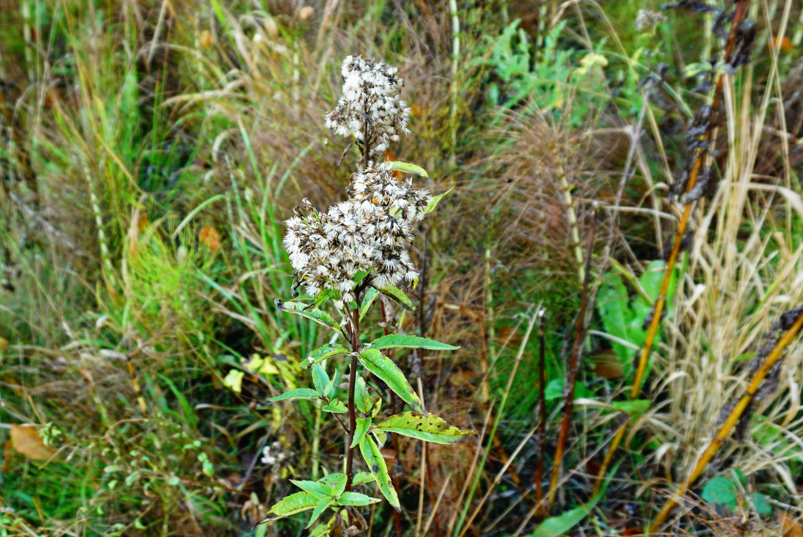 Blütenstand im Herbst