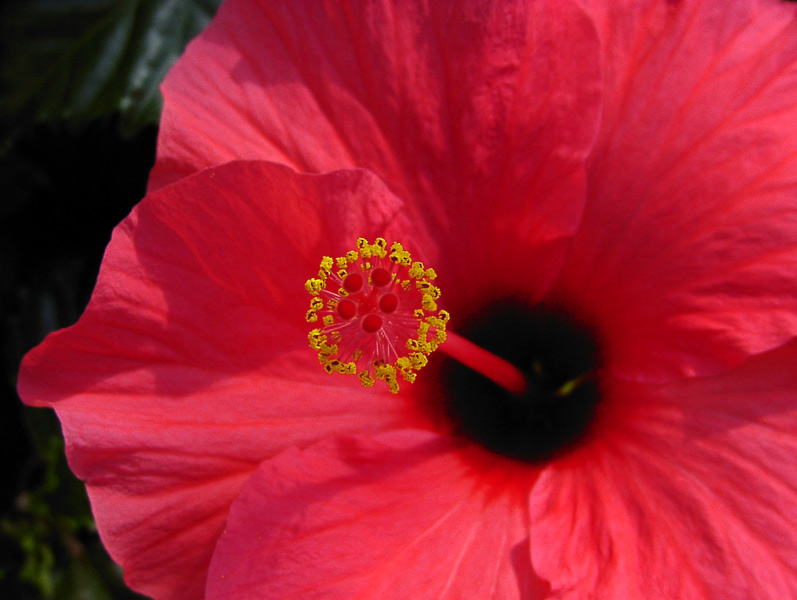 Blütenstand im Hibiskus