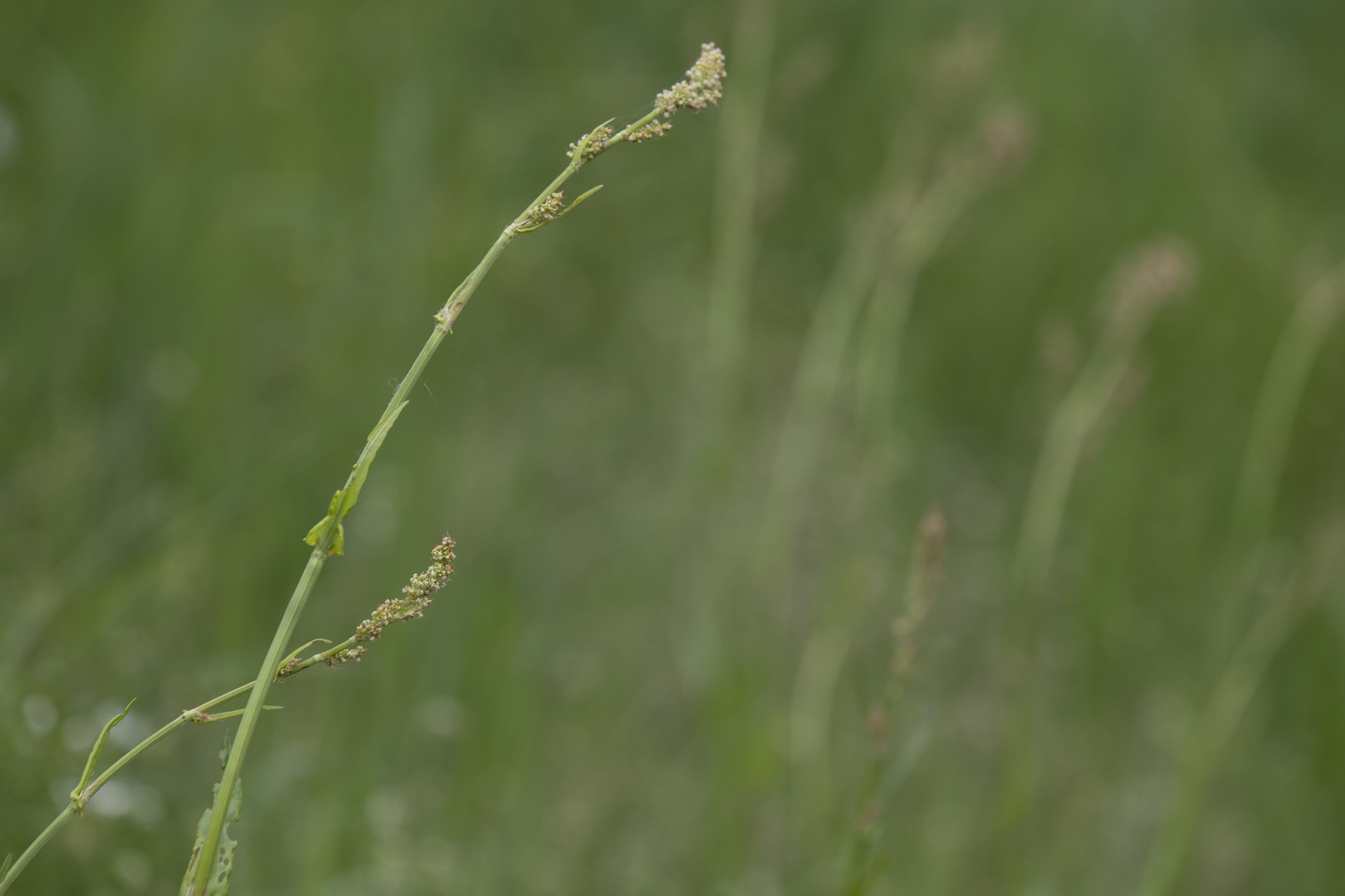 Blütenstand / Sauerampfer - oseille commune / inflorescence