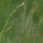 Blütenstand / Sauerampfer - oseille commune / inflorescence