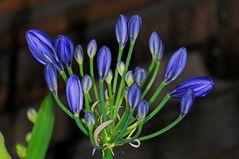 Blütenstand Schmucklilie (Agapanthus)