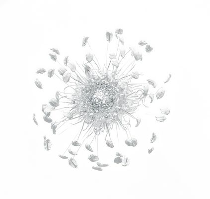 Blütenstand - Spitzwegerich