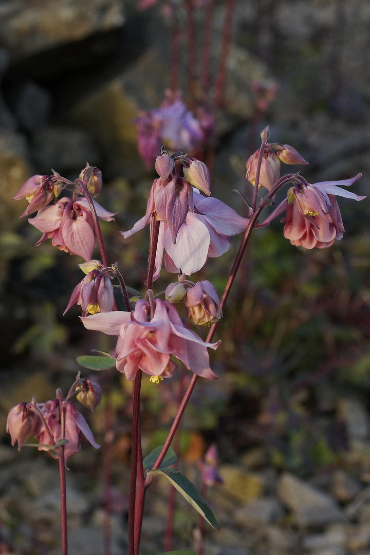 Blütenstand und Knospen der Akelei (Aquilegia) im Licht der tiefstehenden Abendsonne