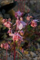 Blütenstand und Knospen der Akelei (Aquilegia) im Licht der tiefstehenden Abendsonne