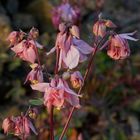 Blütenstand und Knospen der Akelei (Aquilegia) im Licht der tiefstehenden Abendsonne