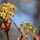 Blütenstand vom Spitzahorn (Acer platanoides)