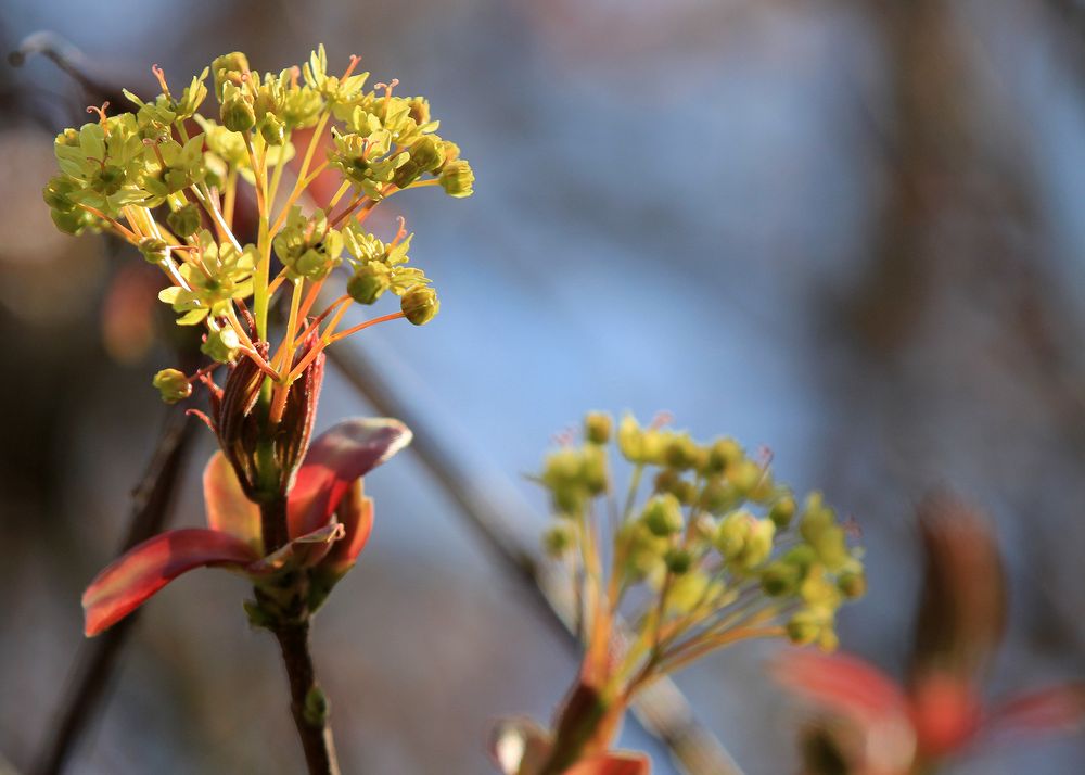 Blütenstand vom Spitzahorn (Acer platanoides)