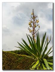 Blütenstand Yuccapalme - Schlosspark Herrenhausen